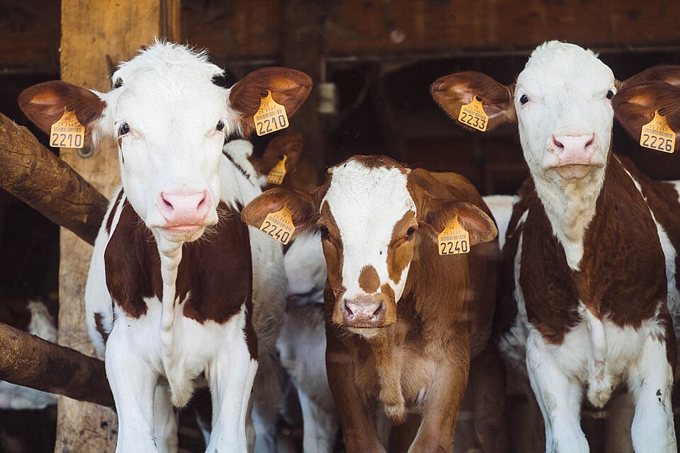 Calves in a farm shed