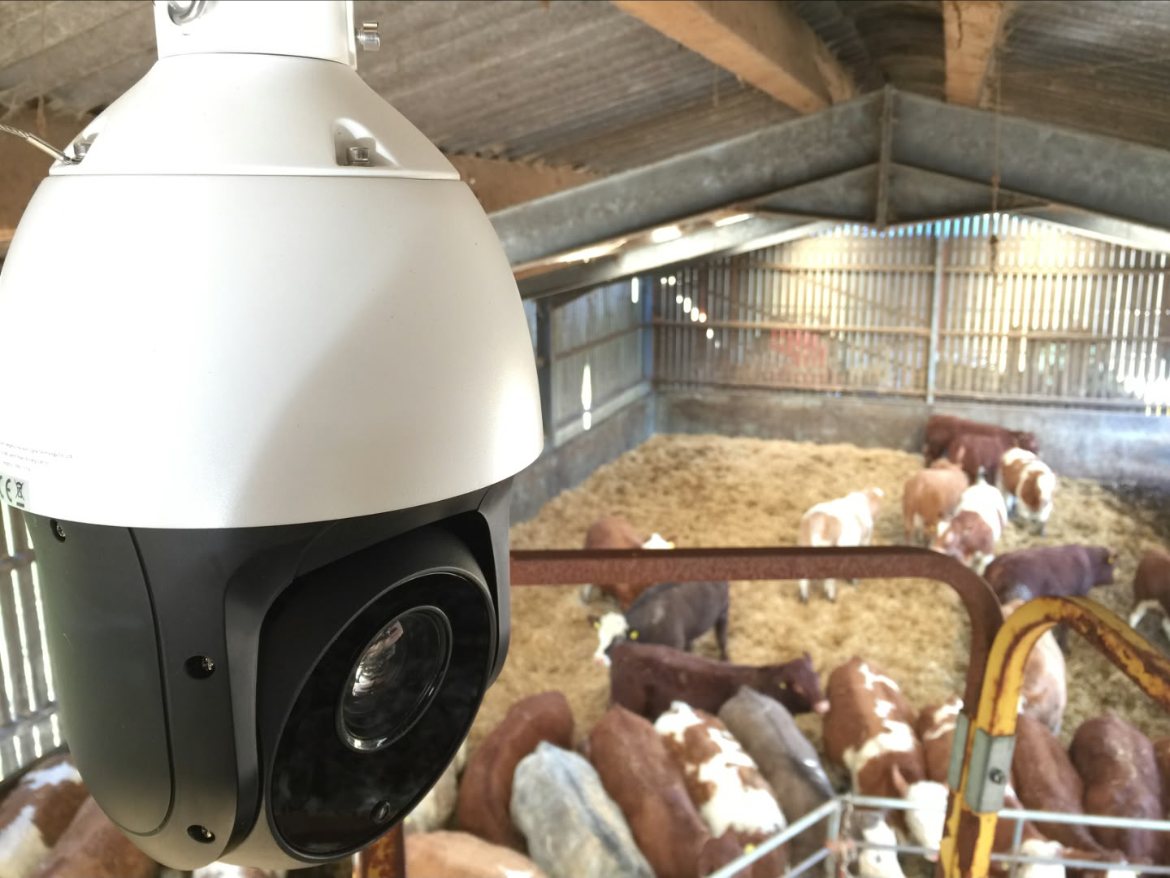 Dome CCTV camera overlooking cattle in a farm shed